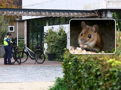 Kinderopvang Bzzzonder Parkhuis mag weer open na maandenlange muizenoverlast