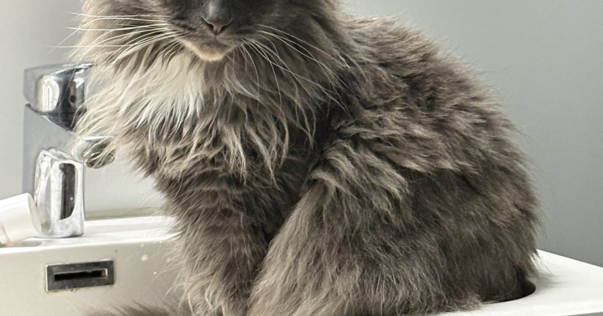 Heb jij Momo gezien? Dit huisdier wordt in Hardenberg vermist