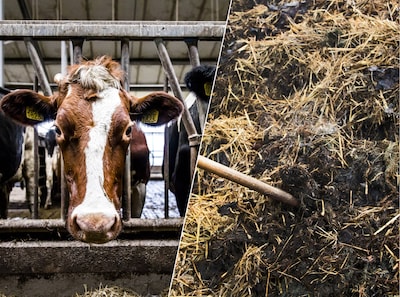 Boer laat koeien in eigen stront leven en staat met een boete voor de rechter