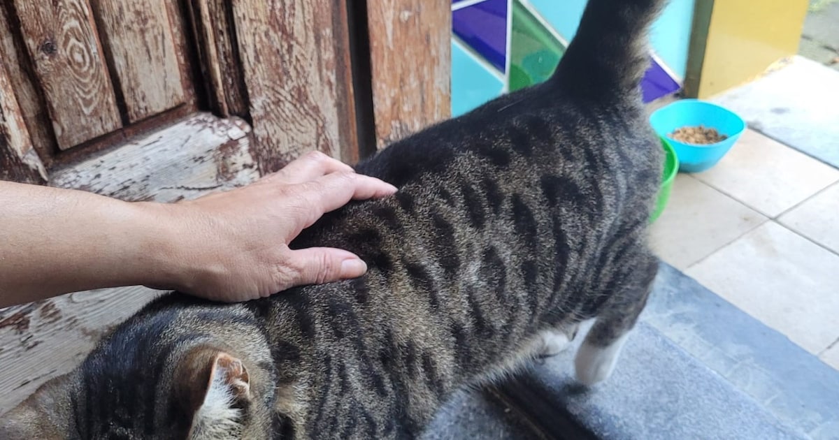 Heb jij Luna, Eddie of Lupi gezien? Deze vier huisdieren worden in Zutphen vermist