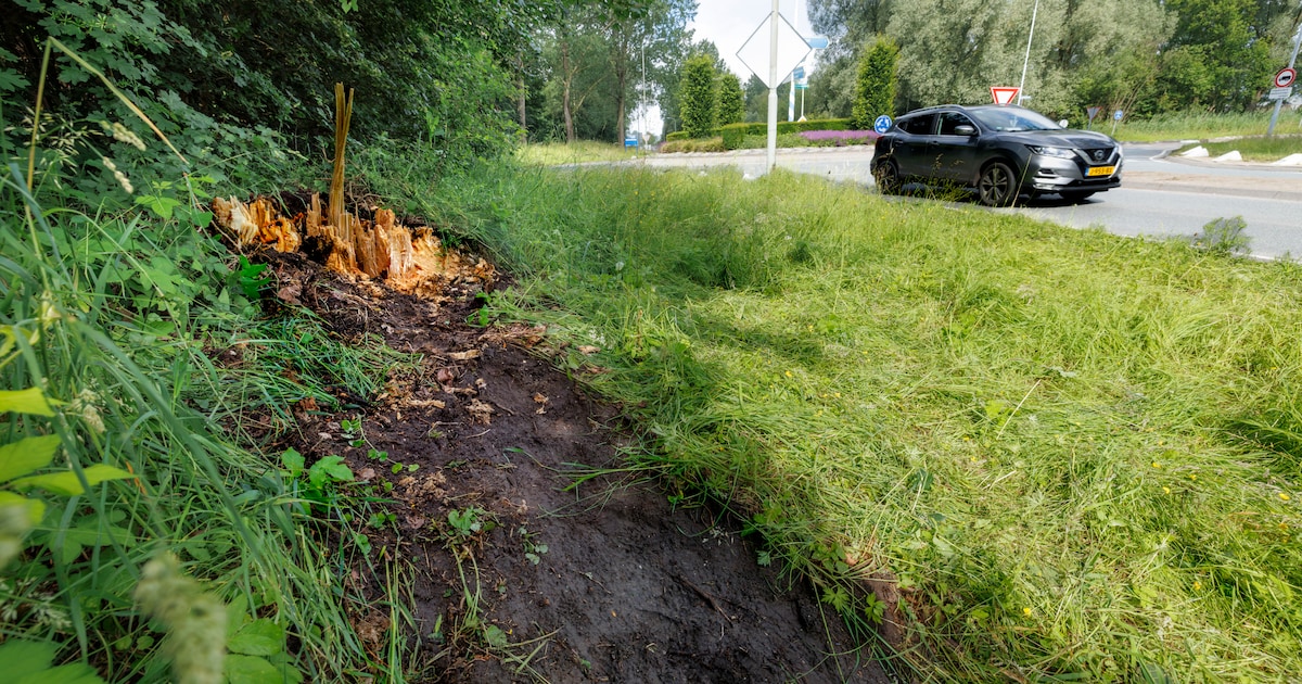 Deskundigen keihard na ongeval waarbij ondernemer (45) omkwam: ‘Op Streetview al te zien dat populie