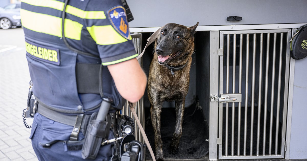 Discussie over inzet politiehond laait op: ‘We hebben het hier wel over ...