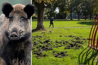 Omgewoelde grasvelden in Wapenveld, daar zijn de zwijnen weer. ‘Er wordt aan gewerkt’