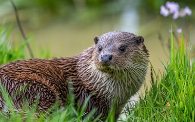 Otter na jaren weer terug in Amersfoorts water: ‘Ecologisch heel goed nieuws’