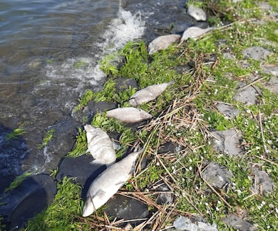 Opnieuw honderden dode vissen in water bij Almere: ‘We dachten dat we goed bezig waren’