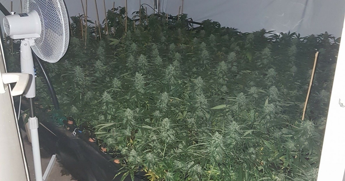 Zwolse rijtjeswoning blijkt kwekerij met 400 wietplanten