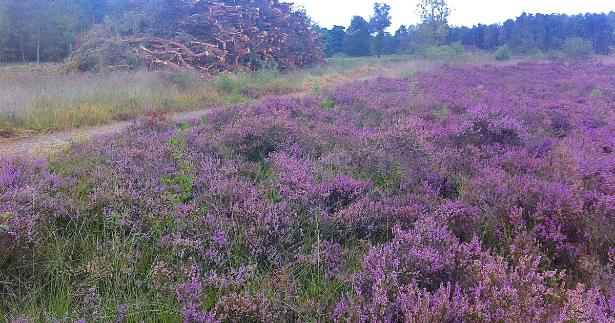 Excursie laat zien hoe Gorsselse Heide is veranderd