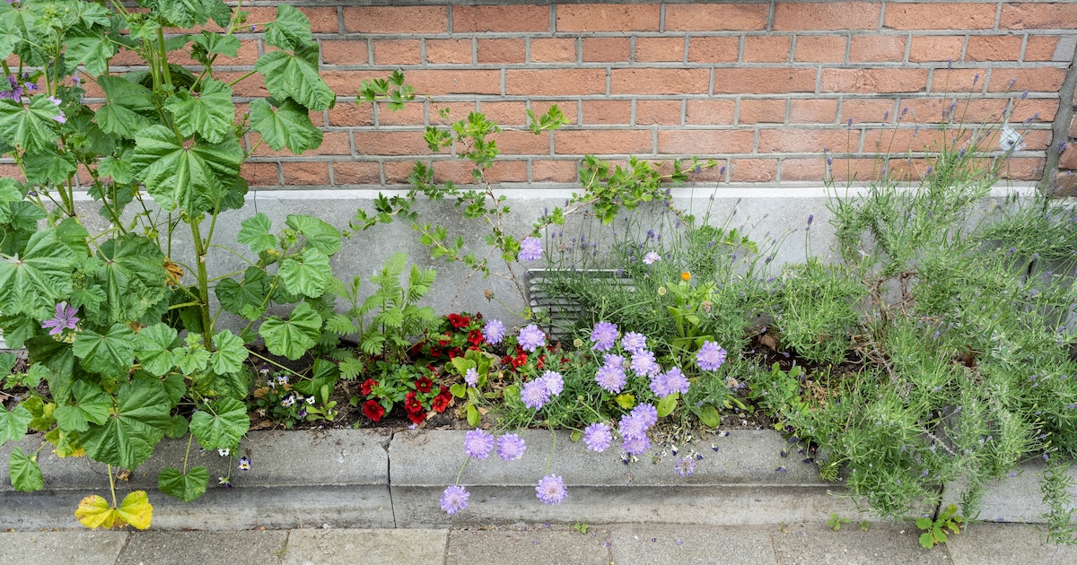 Geldpotje in Dronten, Urk en Noordoostpolder voor een klimaatbestendige tuin