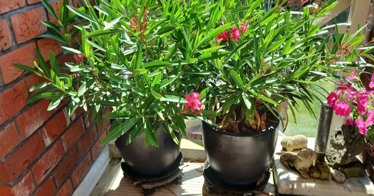 Op deze plek kun je terecht voor twee bloeiende oleanders en wie helpt een lezer uit Wijhe aan een b