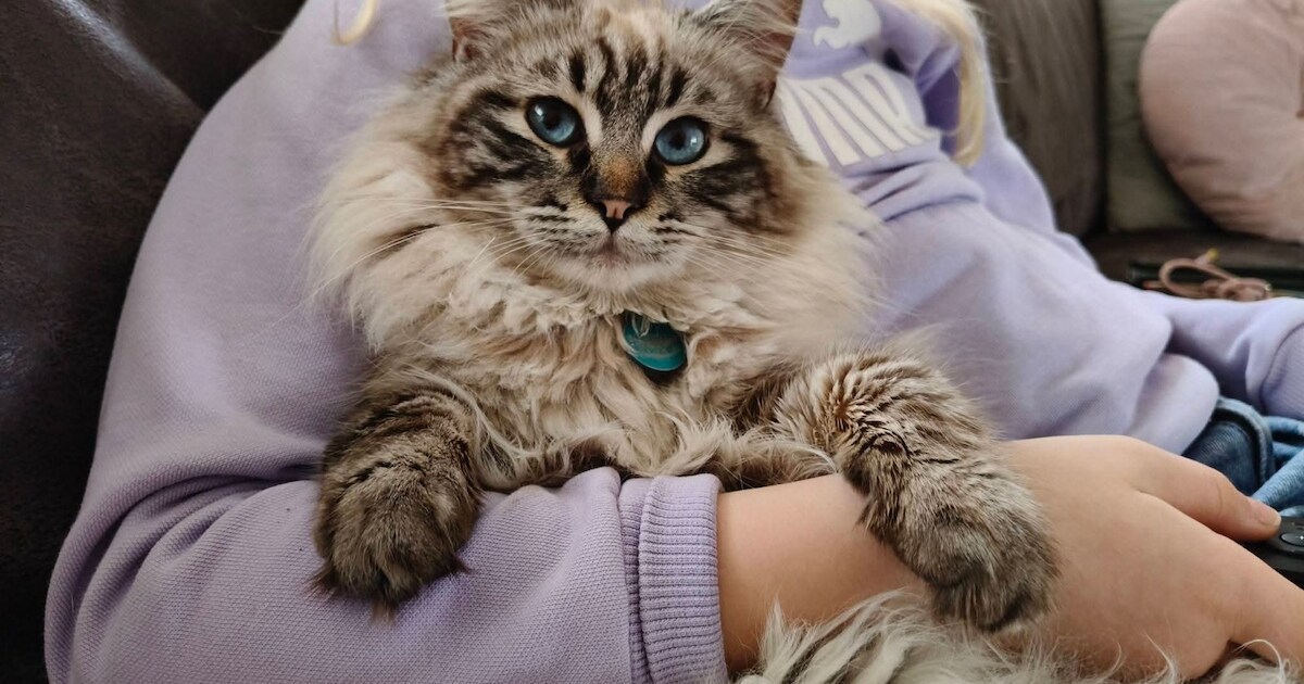 Heb jij Mellow gezien? Dit huisdier wordt in Voorst vermist