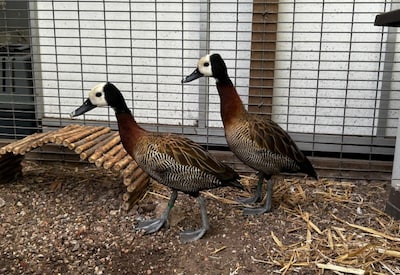 Wingwangfluiteenden Pippa en Pebbles zoeken samen een thuis met zwembad