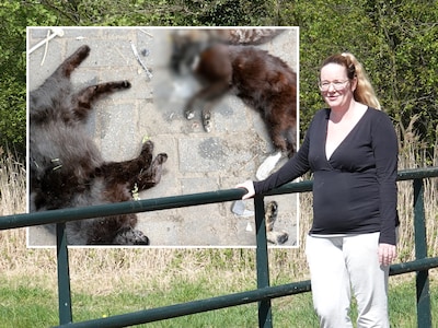 Negen overleden huisdieren en een verdachte hamburger gevonden: ‘Binnen vijf minuten waren ze dood’