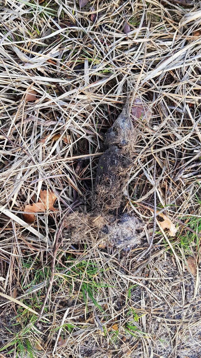 Is deze harige drol in de bossen bij Uddel van een wolf? | Regio | De ...