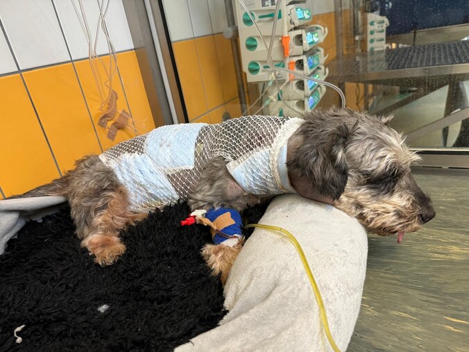 Toestand van hondje is verslechterd na aanval in bos, andere baasjes op ...