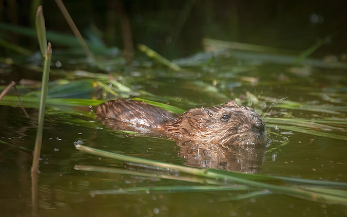 Veel meer muskusratten gevangen in Oost-Nederland: dit zijn de oorzaken ...