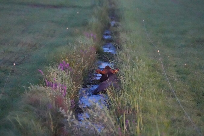 Brandweer redt twee koeien uit sloot bij Staphorst | Regio | De Stentor.nl