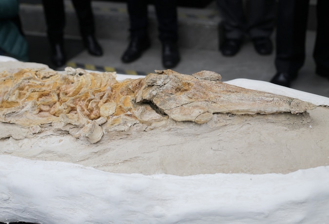 12 miljoen jaar oud fossiel van prehistorische bruinvis gevonden in ...