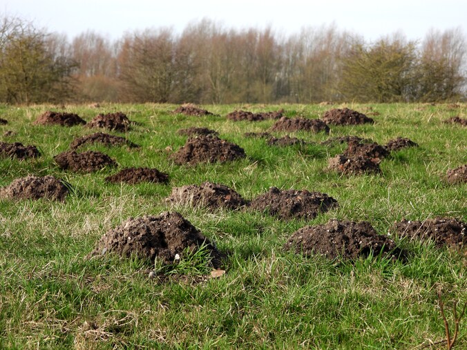 Mollentelling brengt verborgen dier in beeld | Regio | De Stentor.nl