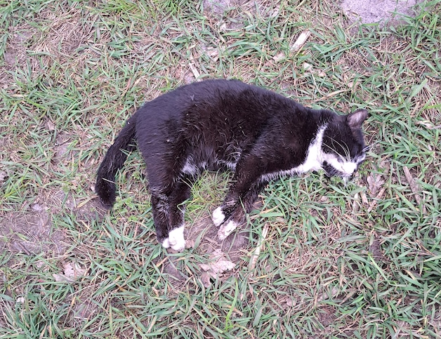 Drama met dode katten in Bergentheim nóg groter: ‘Ik laat mijn poes ...
