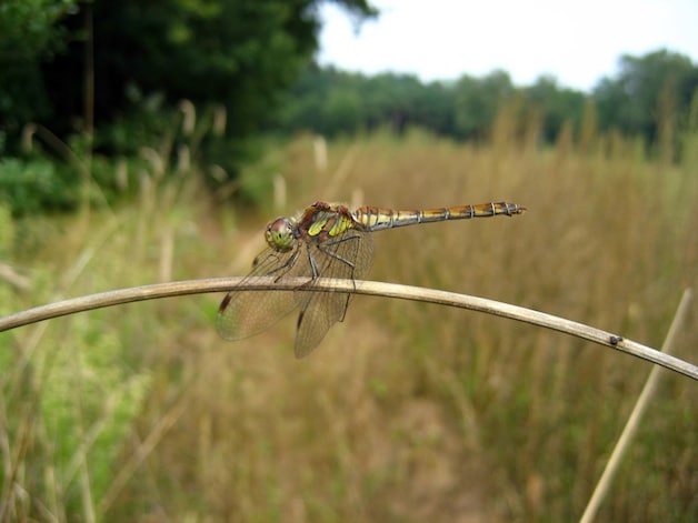 A resting green glazier.