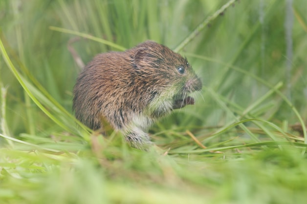 A young male of the Northern Vole.