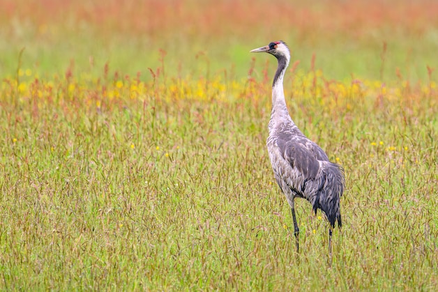 The crane is back and doing amazingly well.