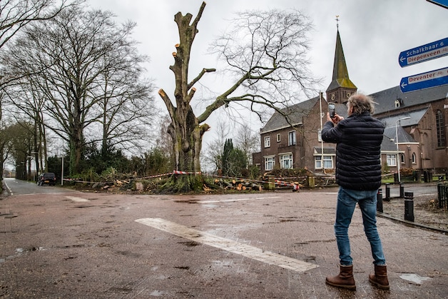 Beeldbepalende beuk in Lettele overleeft stormen niet: ‘Dit was de ...