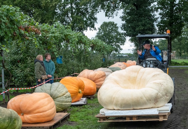 Nederlands record in Oldebroek: reuzenpompoen Atlantic Giant doet naam ...