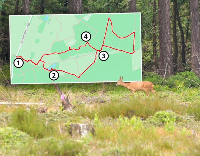 WANDELROUTE | Wandelen op de Veluwe: wild spotten op de Noorderheide ...