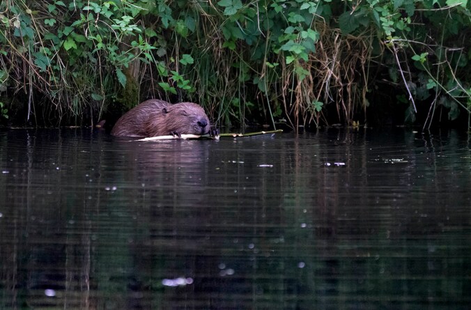 Een bever in je eigen achtertuin bijzonder? ‘Steeds vaker in de buurt ...