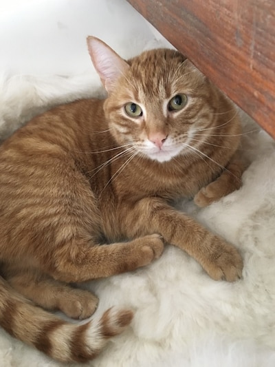 Heb jij Muis gezien? Dit huisdier wordt in Epe vermist