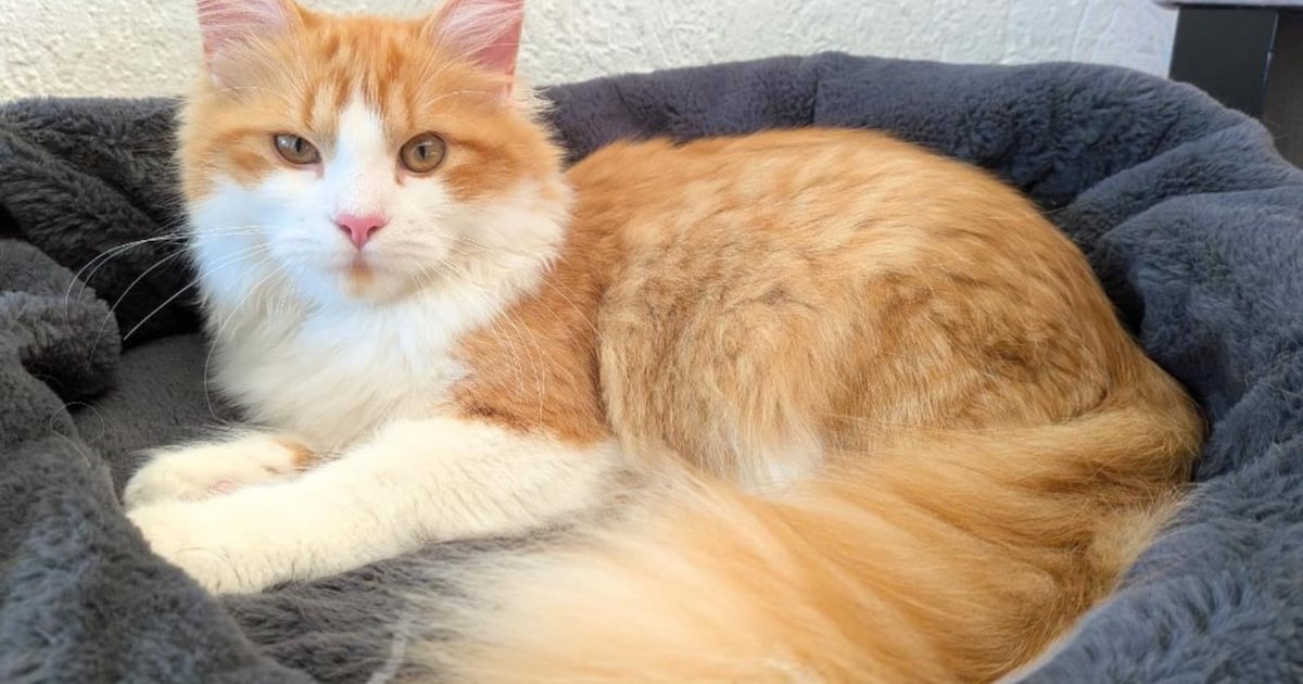 Heb jij Diego, Ukkie of Bas gezien? Deze zes huisdieren worden in Dronten vermist