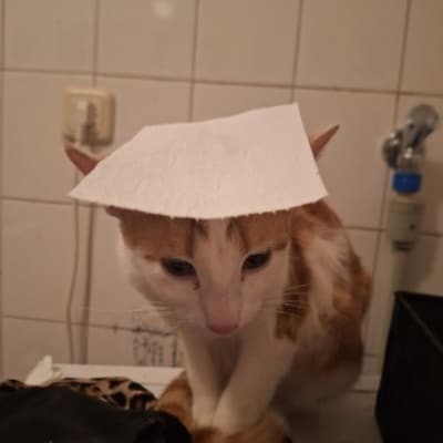 Heb jij Vita, Muis of Terror gezien? Deze negen huisdieren worden in Zwolle vermist