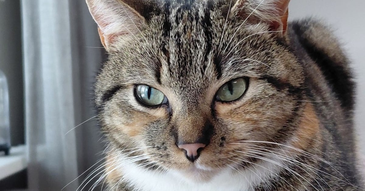 Heb jij Lilly of Sammie gezien? Deze twee huisdieren worden in Nijkerk vermist