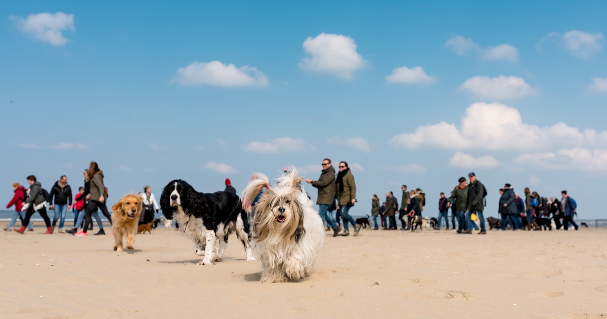 Hondenfestival en -wandeling bij Bussloo om opleiding van hulphonden te steunen