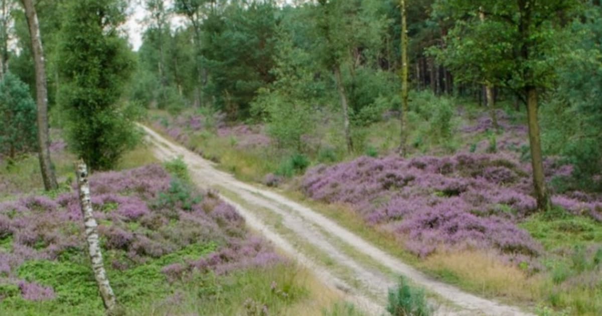 Wilde fietstocht voert deelnemers door bossen rond Epe en Elspeet
