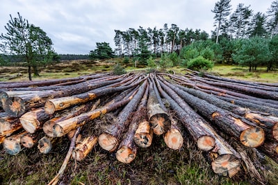 Eigenaar kapt 71 bomen en plant er 3 terug, buren nemen daar geen genoegen mee