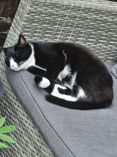 Heb jij Kalani, Zoe of Pringels gezien? Deze zes huisdieren worden in Deventer vermist
