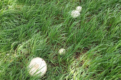 Dit stuurden jullie in: Wim spot nu al paddenstoelen in Diepenveen • Tas vol geschenken voor winnaar