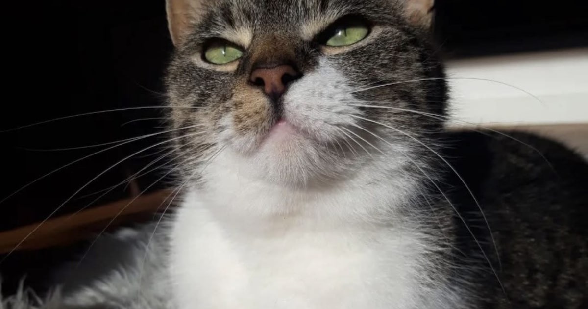 Heb jij Gizmo, Sokje of Pip gezien? Deze vier huisdieren worden in Dronten vermist
