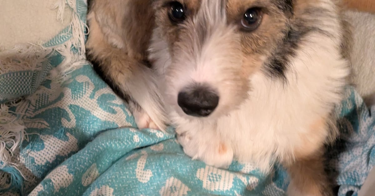 Heb jij Shelley gezien? Dit huisdier wordt in Ommen vermist