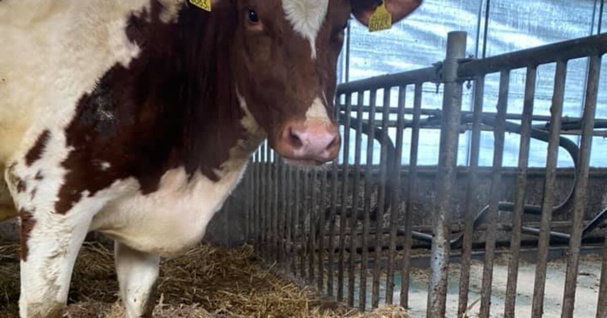 De zeldzame drieling van koe Jannie op zorgboerderij in Mariënheem maakt het goed