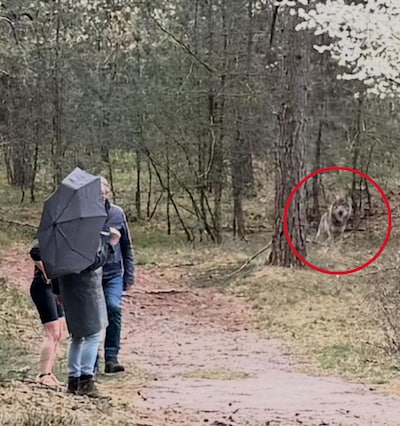 Wolf die hardloopster aanviel mag niet meer doodgeschoten worden