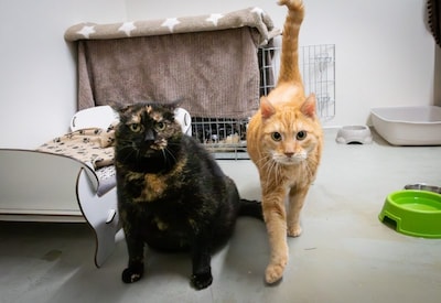 Jack en Jill veranderen langzaam in nieuwsgierige katjes en zoeken samen hun forever home