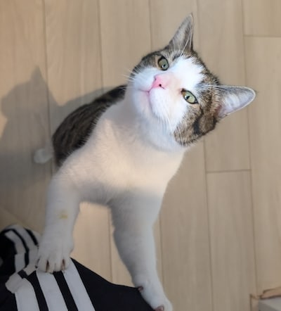 Heb jij Milo gezien? Dit huisdier wordt in Epe vermist