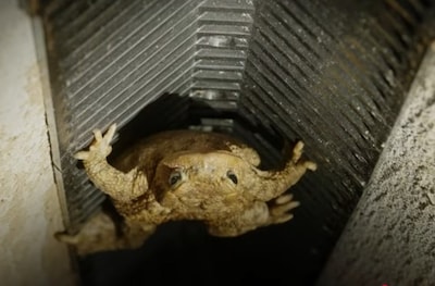 Tot een miljoen padden per jaar verdwijnen in straatputten, zo helpt Zwolle ze eruit
