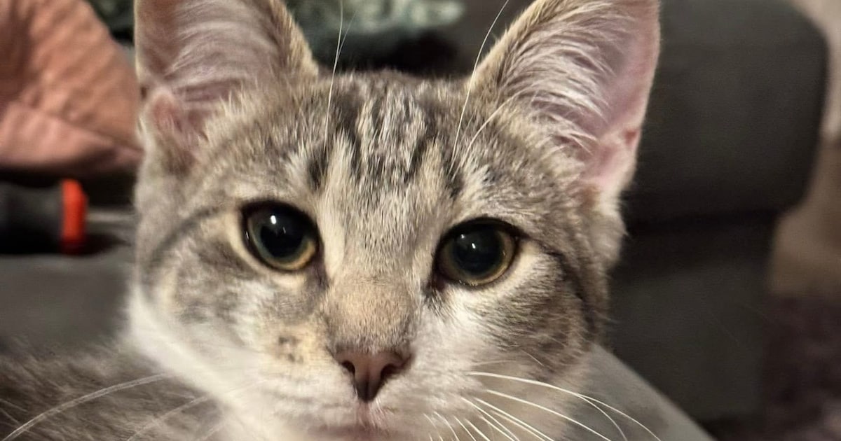 Heb jij Macey gezien? Dit huisdier wordt in Heerde vermist