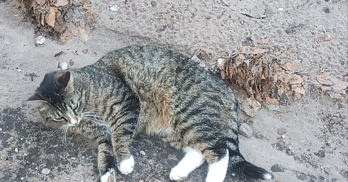 Heb jij Kwart gezien? Dit huisdier wordt in Heerde vermist