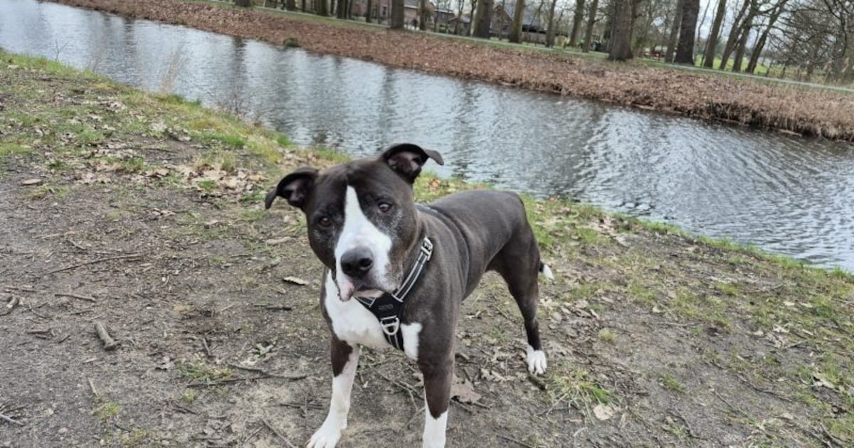 Leergierige Amerikaanse Stafford Joy (8) zoekt baasje