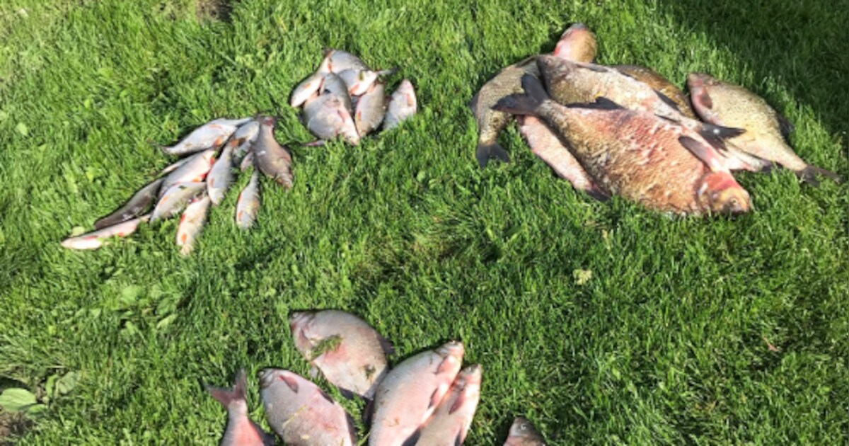 Russen hengelen kilo's vis te veel uit de IJssel bij Wilsum